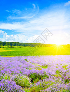 美丽的田地有盛开熏衣草和明亮的日出农业景观背景图片