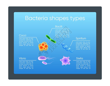 细菌形状了现实的颜色矢量信息模板类型微生物海报小册子带有3d插图的pt页面概念设计广告传单信息横幅概念细菌形状了现实的颜色矢量信背景图片