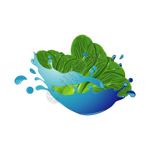 绿叶生菜在水中的新鲜甘蓝卡通矢量插图插画