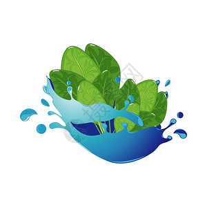 水菠菜在水中的新鲜菠菜卡通矢量插图插画