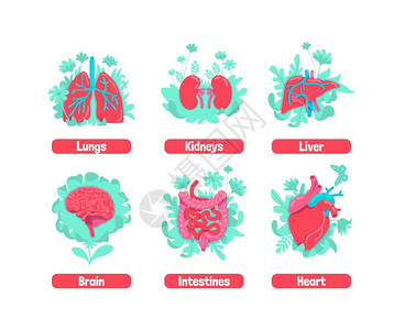 平板系统消化道大脑和心脏肾肝身体健康比喻的补救方法人体器官2d卡通物体健康内部解剖系统平板概念矢量插图身体健康比喻插画