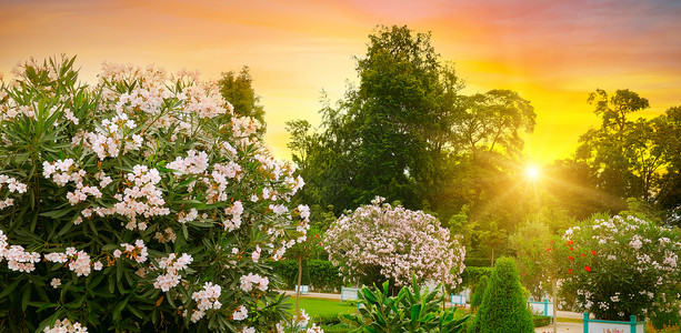 美丽的城市花园有豪华的菜鸟夏天日落宽阔的照片背景图片