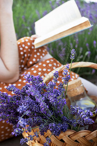 秀美野生紫罗兰女孩在熏衣草地上看书和在草地上用熏衣篮子看书背景