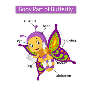 标记蝴蝶身体各部分的示意图图片