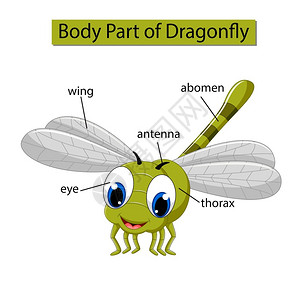 蜻蜓立上头标记蜻蜓身体各部分的示意图插画