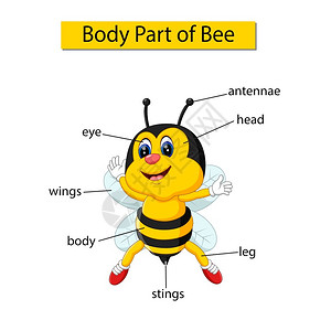 蜂蜜鸡蛋标记蜜蜂身体各部分的示意图插画
