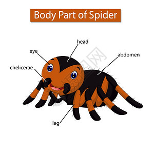 标记蜘蛛身体各部分的示意图图片