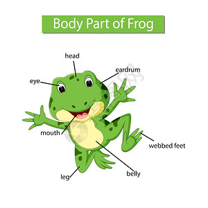 贴标签于青蛙身体部分图解插画