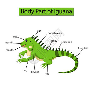 标记绿鬣蜥身体各部分的示意图背景图片