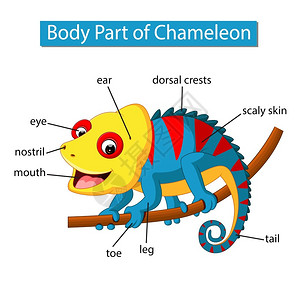 多彩变色龙标记变色龙身体各部分的示意图插画