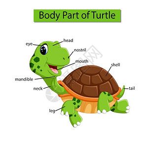 标记乌龟身体各部分的示意图图片