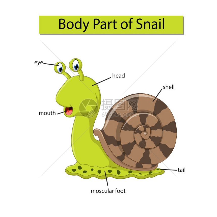 标记蜗牛身体各部分的示意图图片