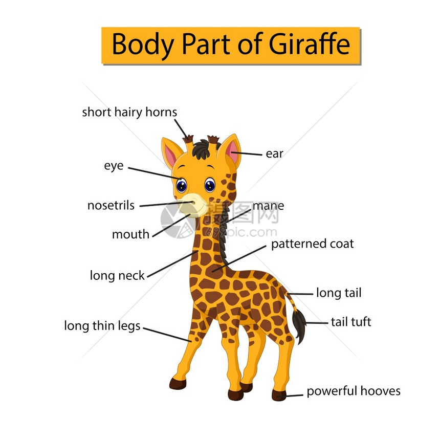 显示长颈鹿身体部分的图表图片