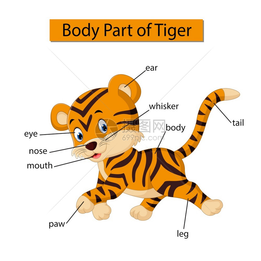 显示老虎身体部分的图表图片