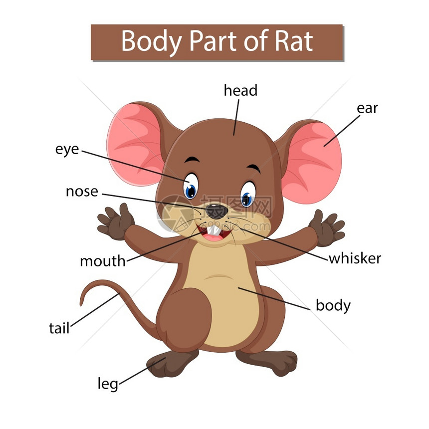 显示老鼠身体部分的图表图片