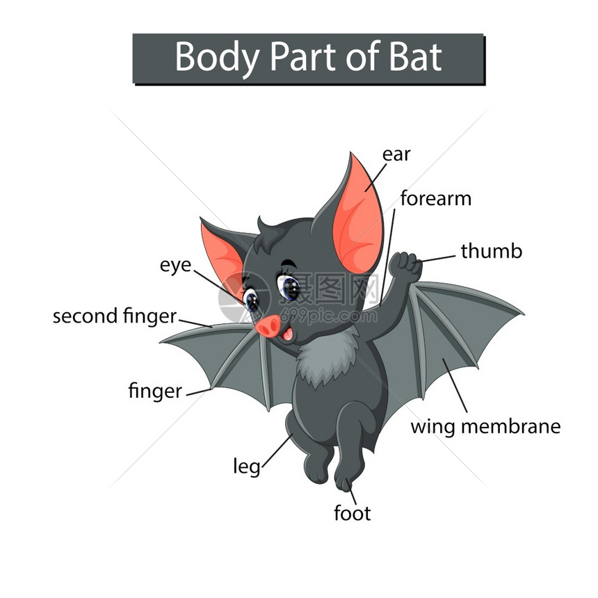 显示蝙蝠身体部分的图表图片
