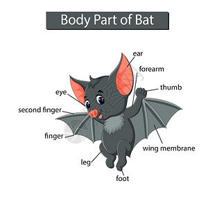 贴标签于显示蝙蝠身体部分的图表插画