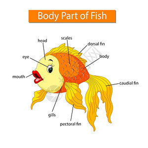 蝎尾鱼显示金鱼身体部分的图表插画