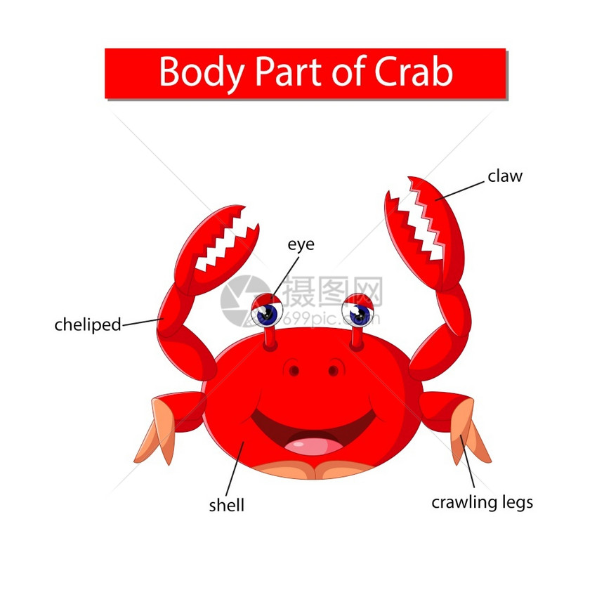 显示螃蟹身体部分的图表图片