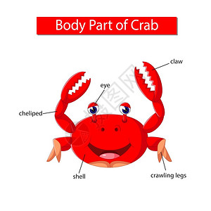 螃蟹照片显示螃蟹身体部分的图表插画