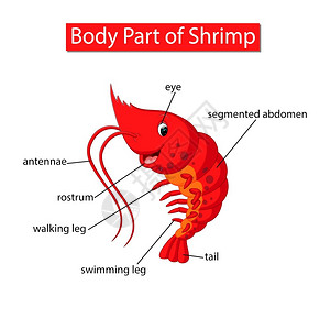 虾头显示虾身体部分的图表插画