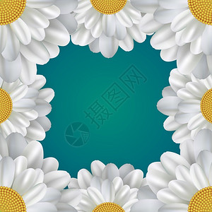 黄色德国洋甘菊美丽白色花瓣矢量边框元素设计图片