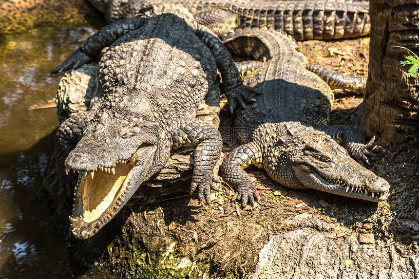 夏日在Bangko的狩猎世界动物园的鳄鱼图片
