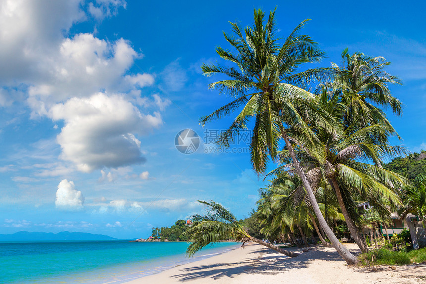 夏日在泰河沿岸的KohSamui岛有棕榈树的热带海滩图片