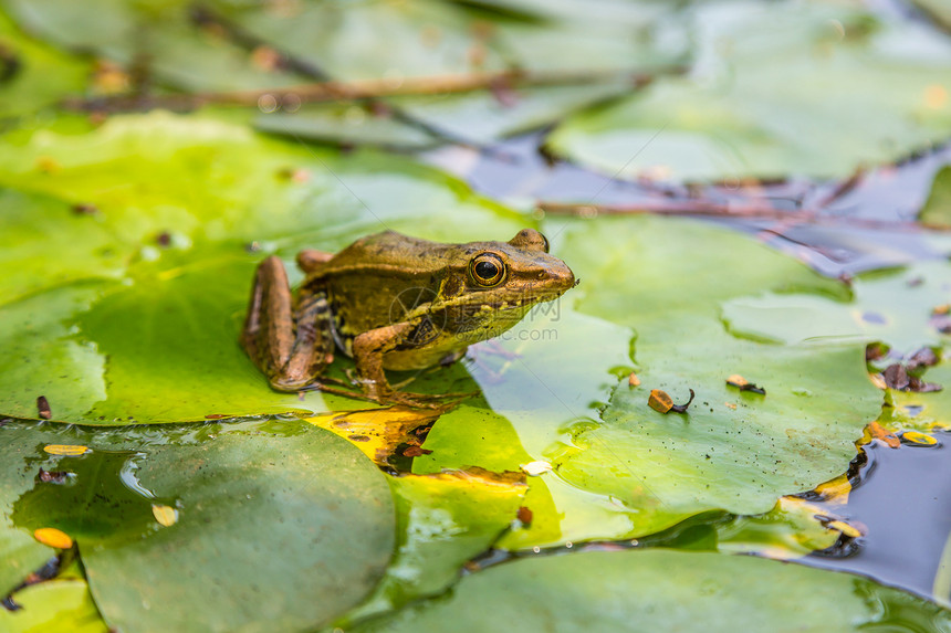 青蛙坐在池塘里的百合叶上图片