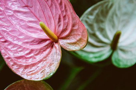 粉红花或绿叶背景的鲜花背景图片
