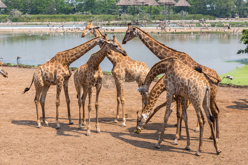 夏天晚上在Bangko的狩猎世界动物园的长颈鹿图片
