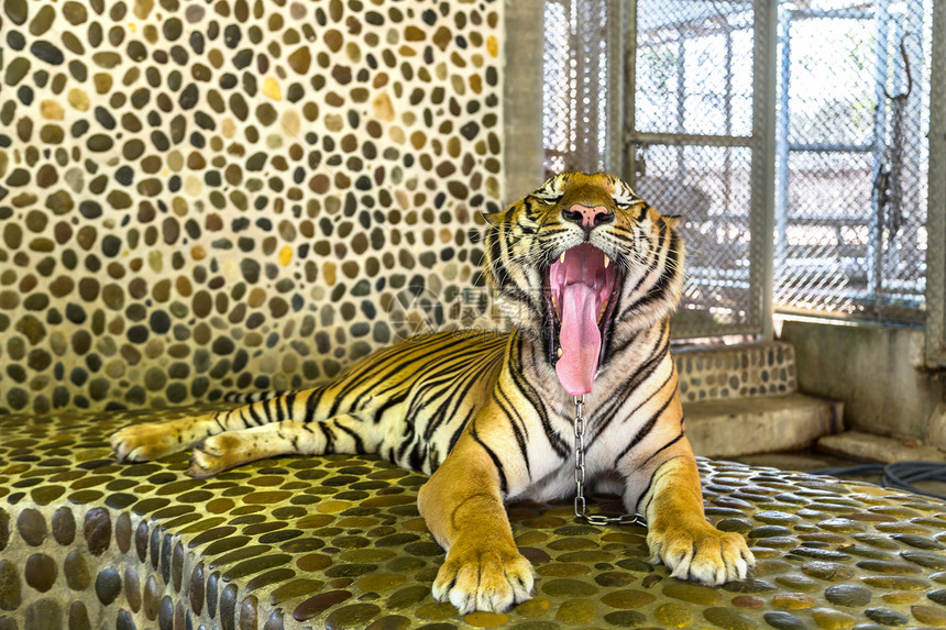 夏日在泰国帕达亚的老虎动物园图片