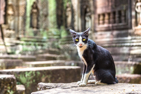 一只猫在柬埔寨暹粒吴哥窟的塔索姆神庙里高清图片