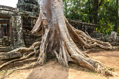 Banteykdi寺庙的树根是Khmer古老的寺庙图片
