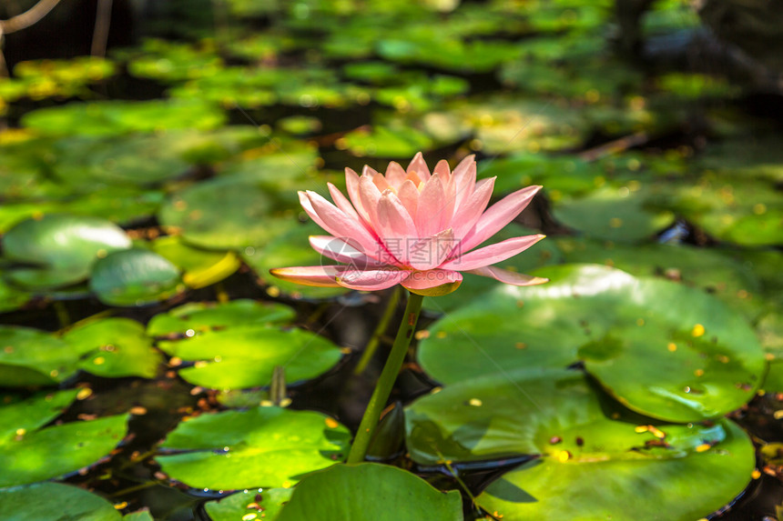 美丽的单粉莲花池塘里有绿叶图片