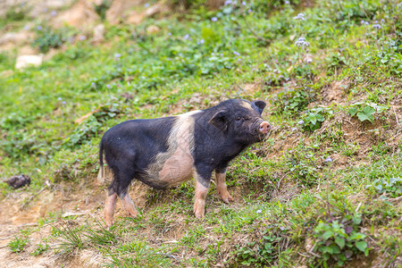 越南猪黑猪在夏日的萨巴laocivetnam背景
