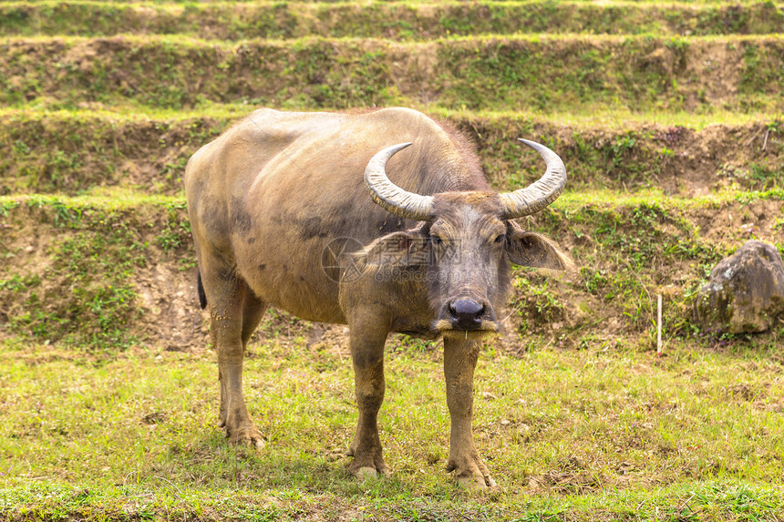 在夏日的萨巴laocivetnam水牛图片