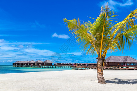 全国疟疾日疟疾June24018年6月4日夏季热带沙滩上的棕榈树背景