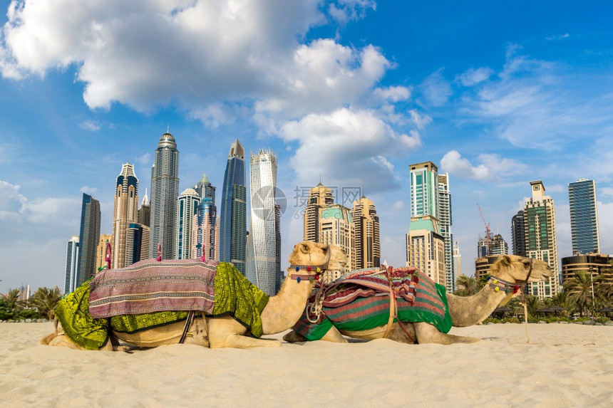 在夏日的dubai码头前的骆驼阿拉伯联合酋长国图片