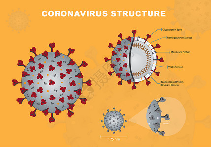 血红素Corna或crna或cvid19或sarcov2横截段模型Corna信封结构矢量图背景