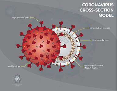 病毒矢量Corna或crna或cvid19或sarcov2横截段模型Corna信封结构矢量图背景