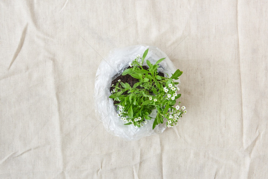 种植花卉在纺织品背景的塑料袋中放小白花生态和环境概念顶层视图开花的绿色植物在塑料袋中放鲜花顶层视图图片