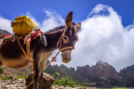 在非洲佛得角圣安多岛的科瓦德保罗沃塔诺火山口的驴子佛得角圣安托岛上的科瓦德保罗沃塔诺火山口中的驴子背景图片