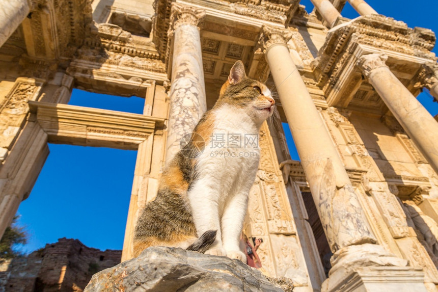 古城埃菲修斯的塞西利乌图书馆的废墟上猫在一个美丽的夏日火鸡图片