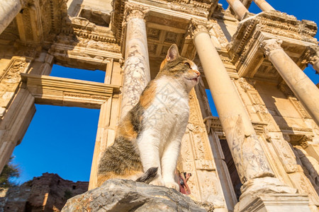 古城埃菲修斯的塞西利乌图书馆的废墟上猫在一个美丽的夏日火鸡图片