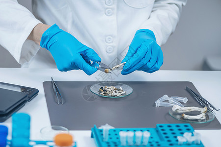 导数实验室准备微剂量筒球菌的衍生物魔蘑菇的衍生物背景