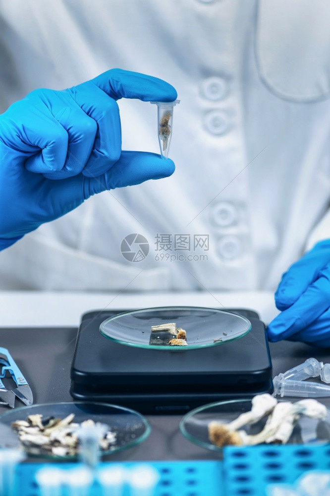 微剂量的psilocybn魔法蘑菇的致幻剂衍生物实验室技术员每天剂量在微管内图片
