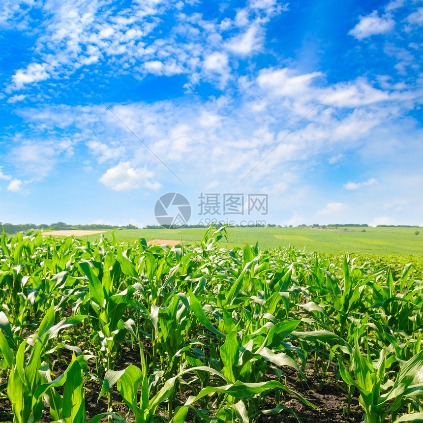 绿色的玉米田和明亮蓝天空图片