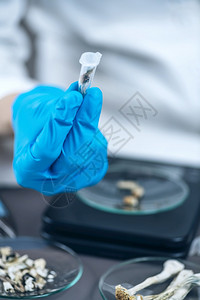 微剂量的psilocybn魔法蘑菇的致幻剂衍生物实验室技术员每天剂量在微管内背景图片