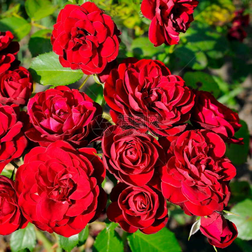 美丽的红玫瑰在夏季花园的绿叶背景上图片